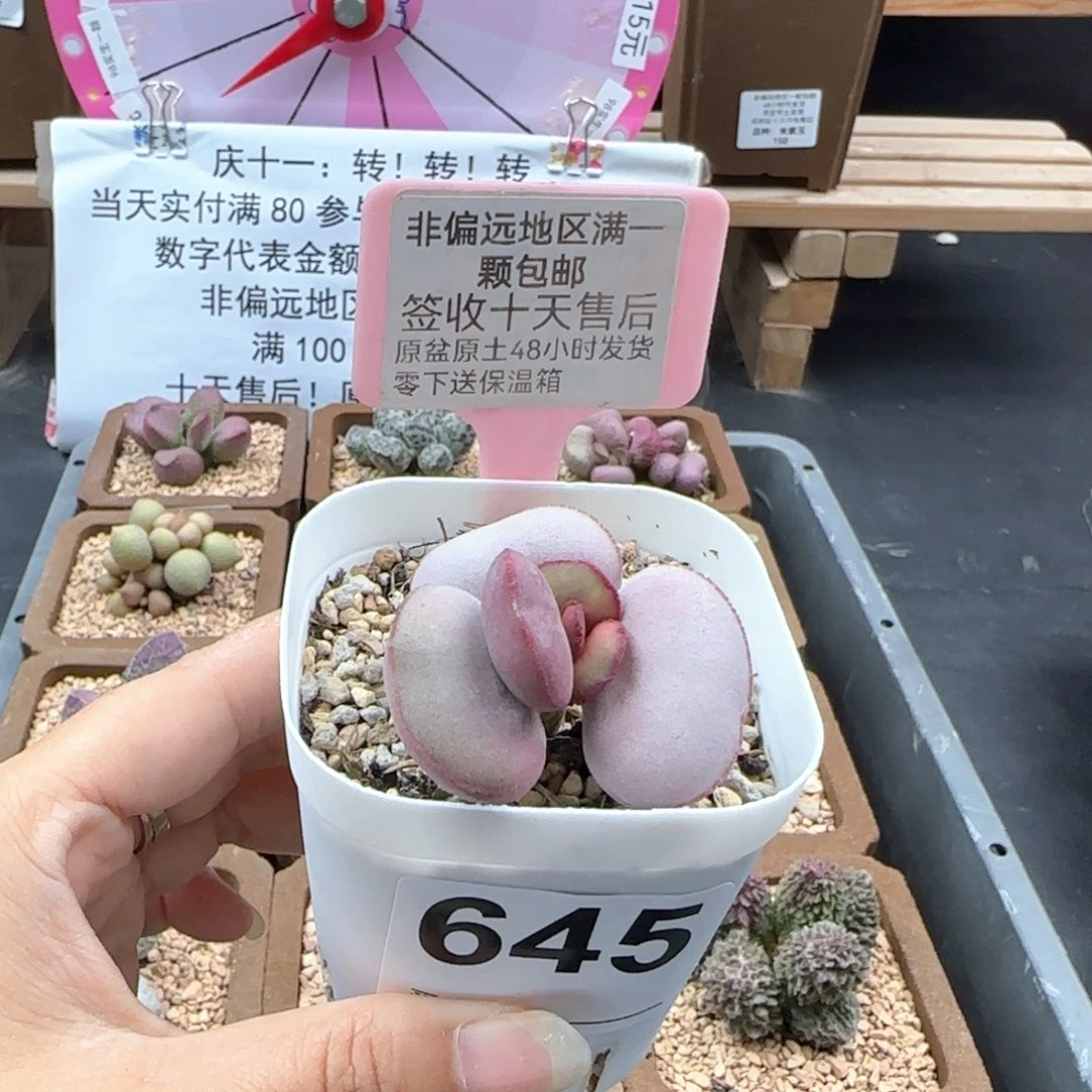 645白肌红蛋微瑕多肉植物