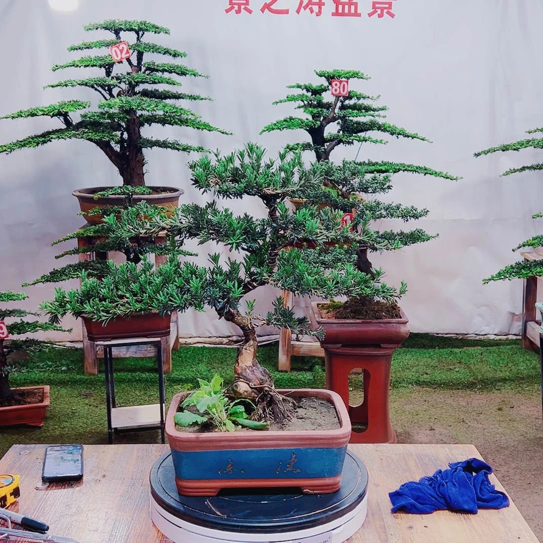 无花朵米叶罗汉松