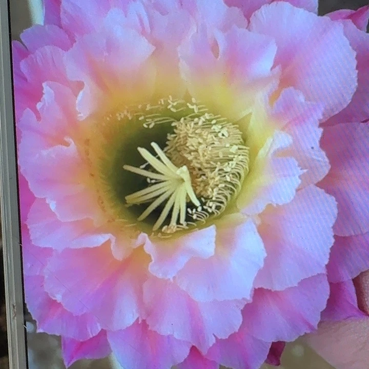 河岸侧芽5公分毛花柱