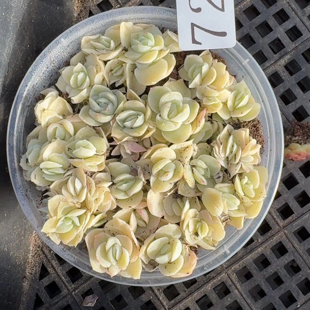 多肉植物多肉植物728