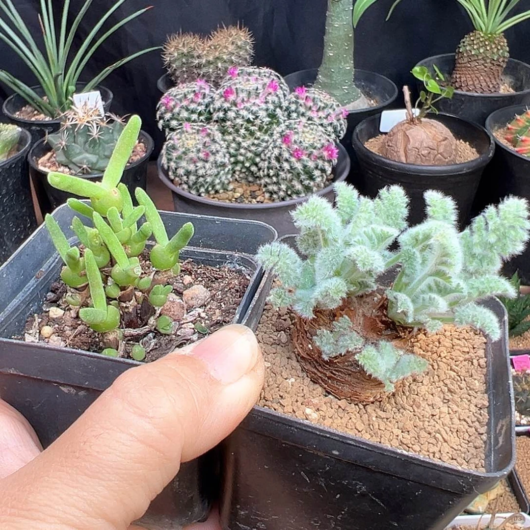 好***己枝干兔子+羽叶洋葵母本