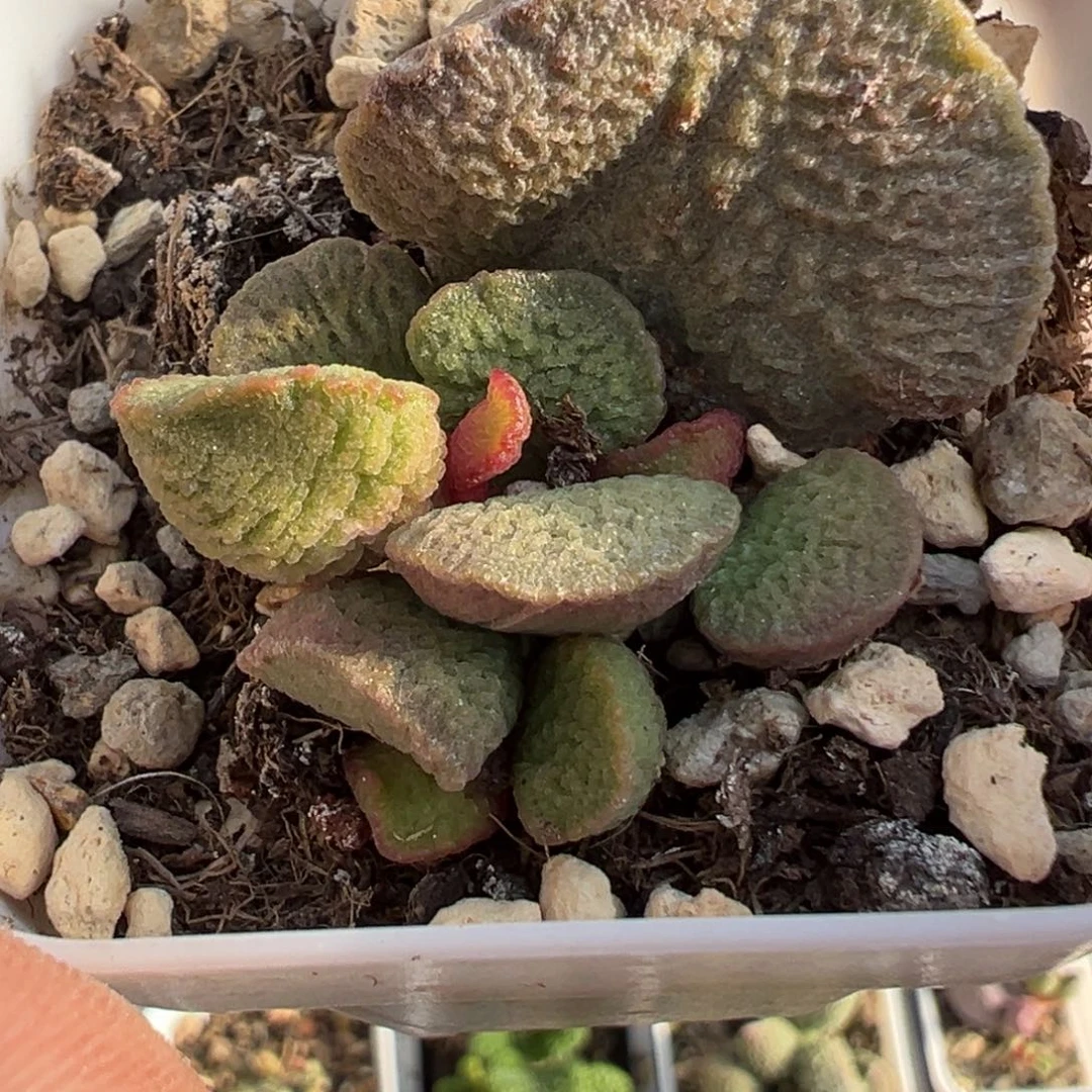 磨砂蛋杂多肉植物水泡