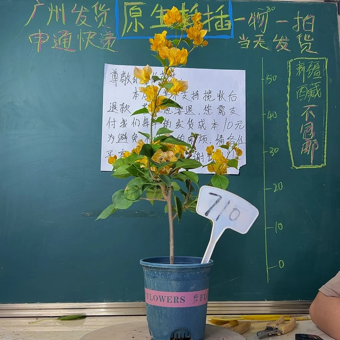 当前无花栽培后可以开花加州黄金 710