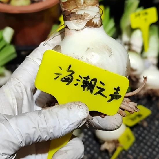 海潮之声  主球   6+