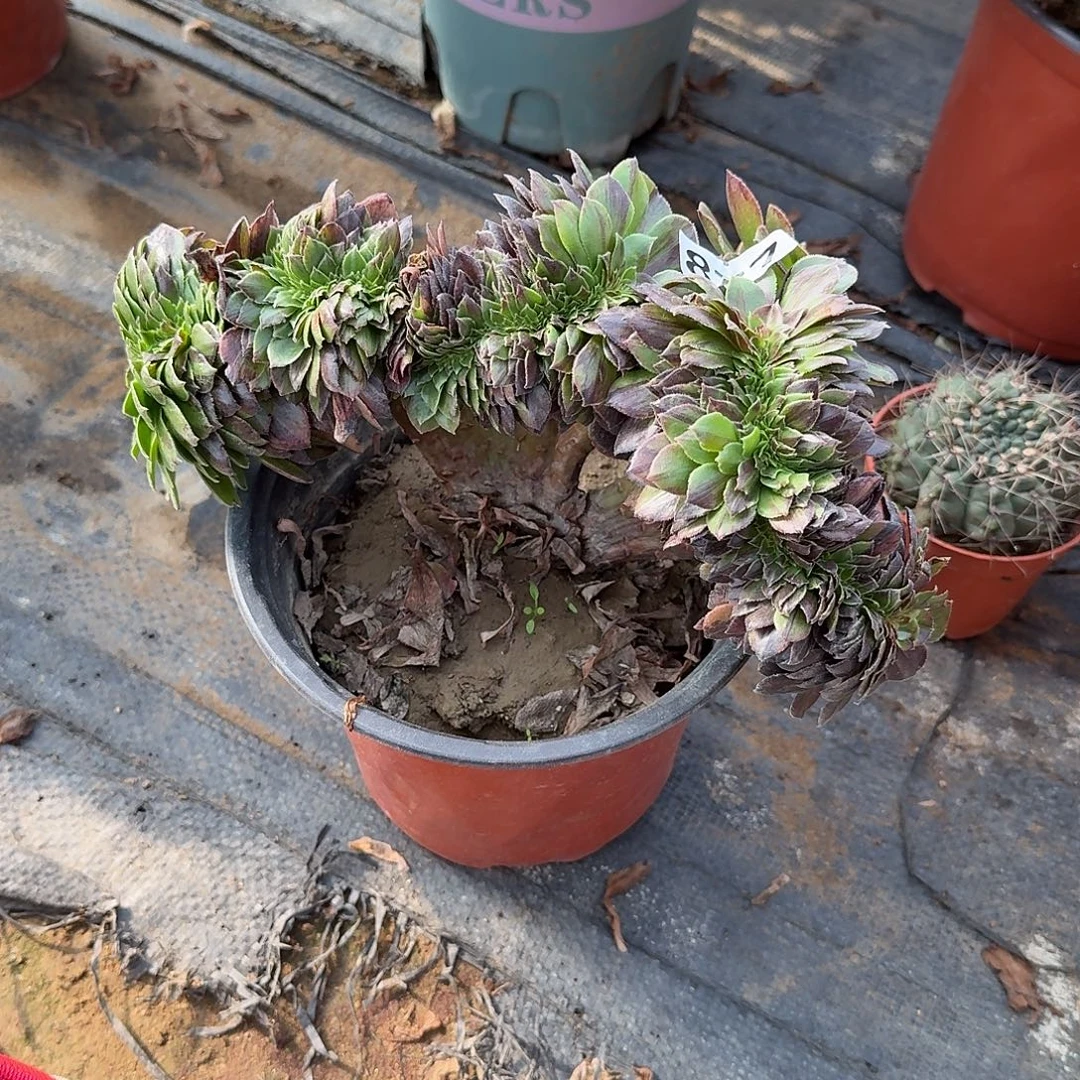 多肉植物花月夜缀化877