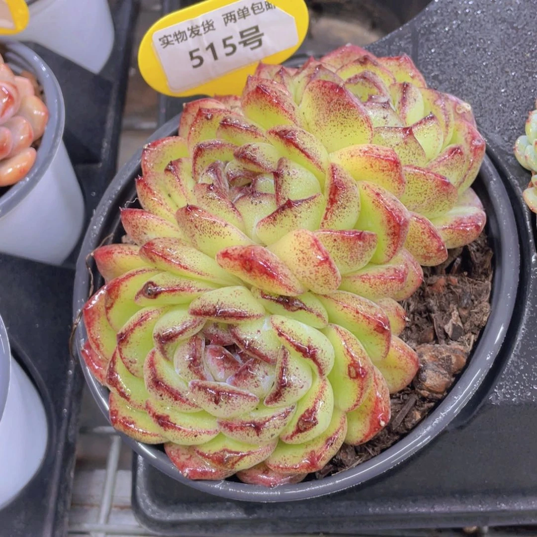 515号黄水晶母本大群一个