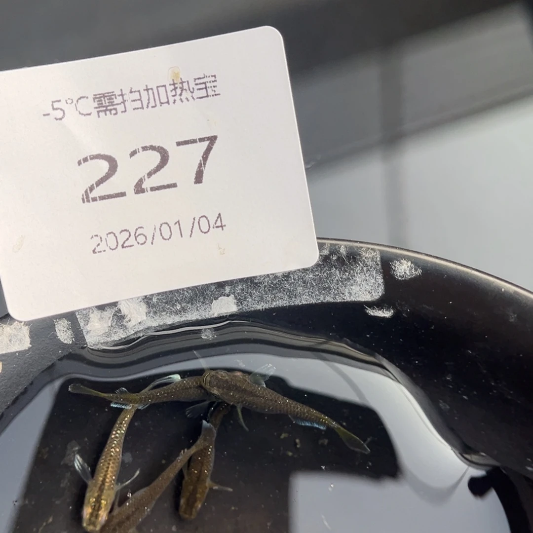 青鳉鱼227奶酪五尾