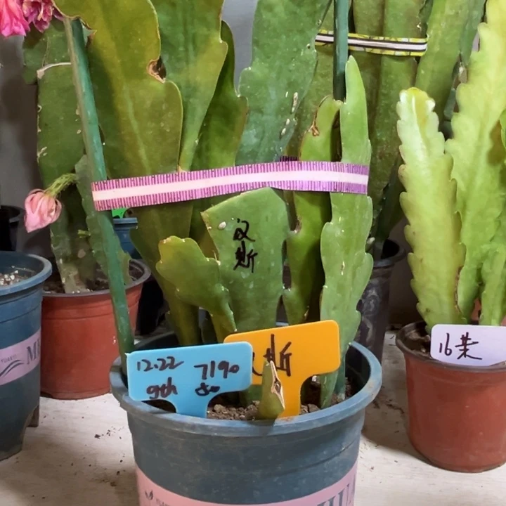 当前无花栽培后可以开花g****j汉斯