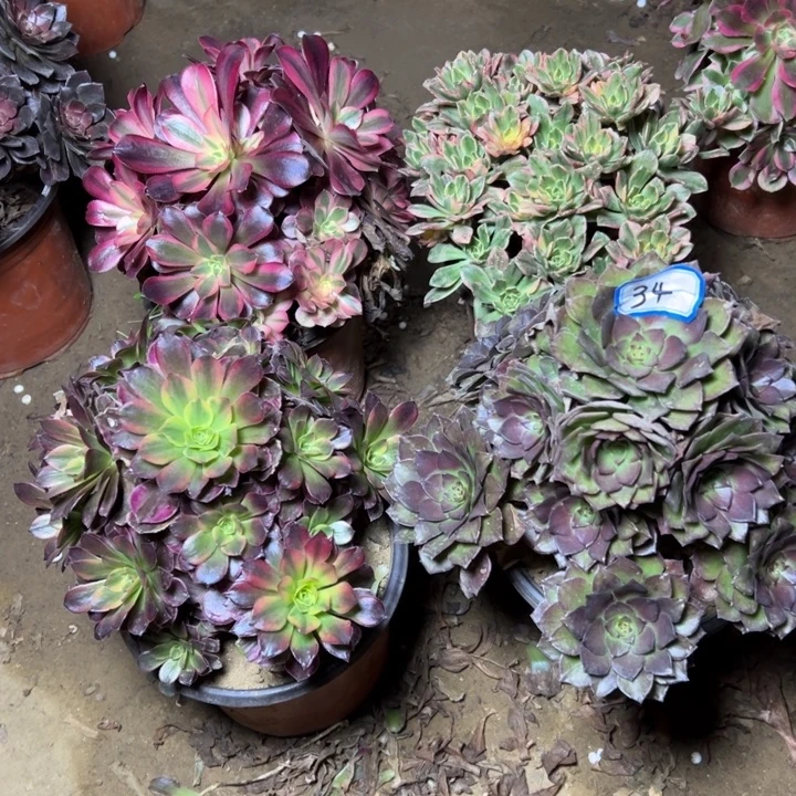 多肉植物四颗法师34