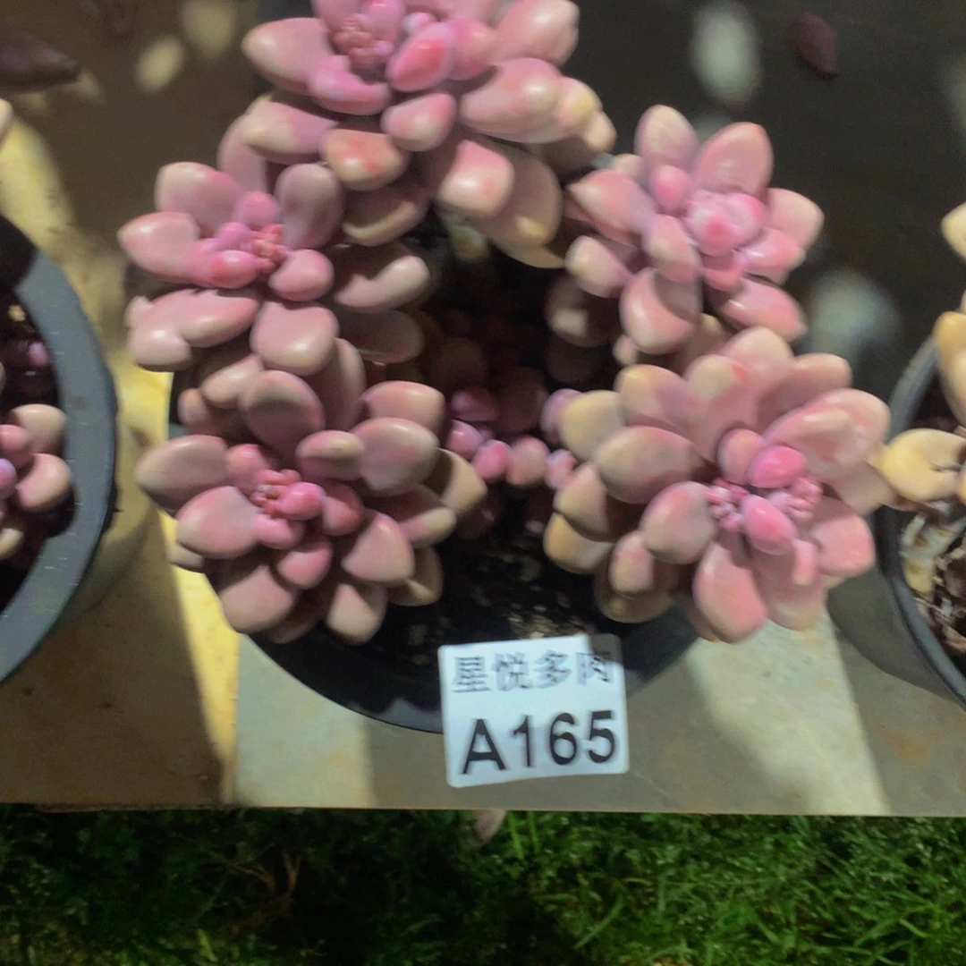 随*星悦多肉 A165