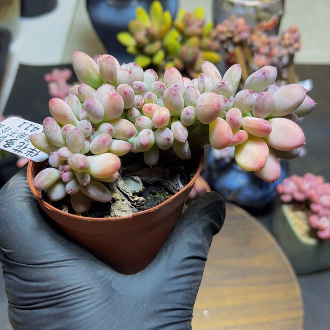 411苹果奶缀10厘米多肉