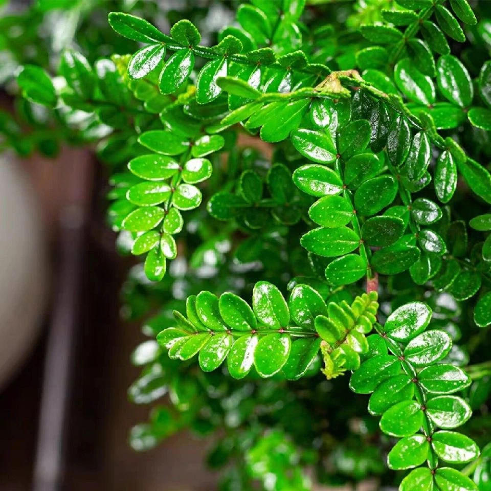 清香木，也叫驱蚊草