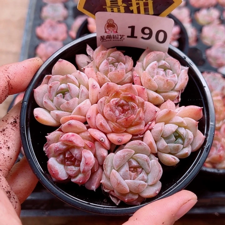 多肉植物多肉植物