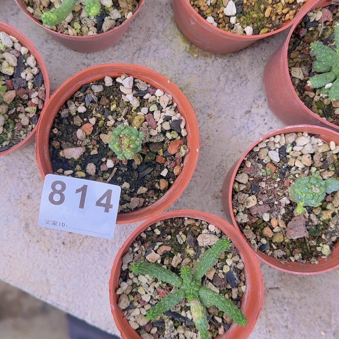 【闪购商品】?*迪块根植物