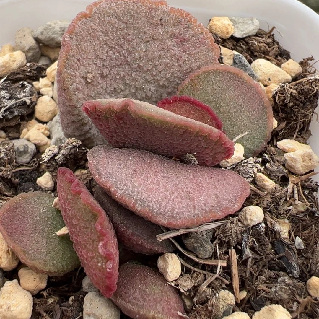 妖姬磨砂蛋多肉植物水泡多肉植物
