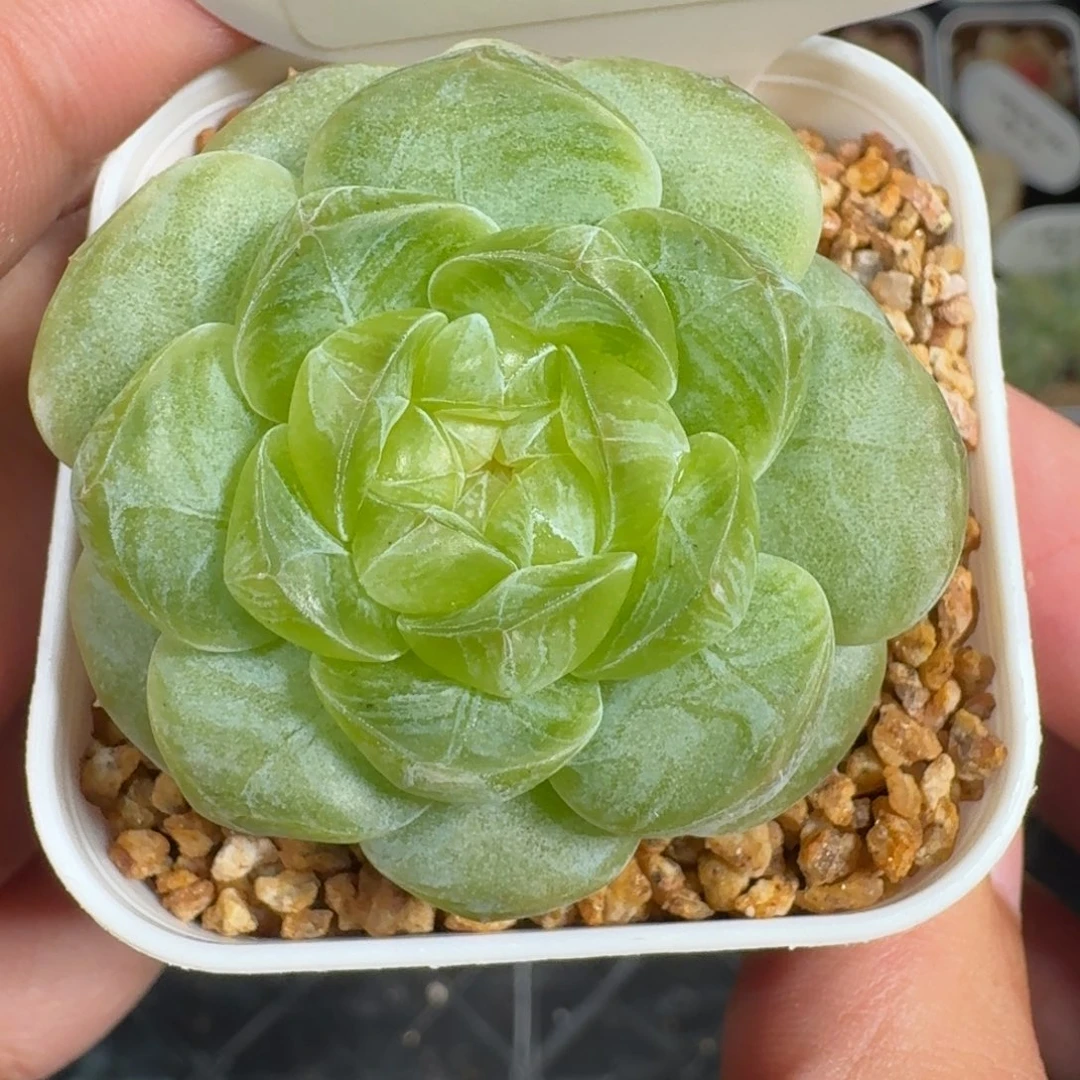 0917-88-荷包蛋单头