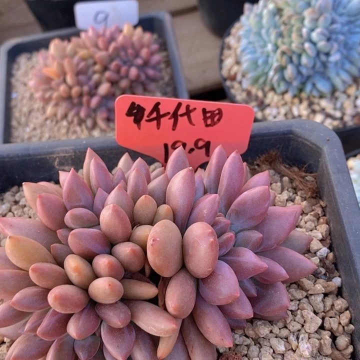 糖*子这么多小东西怎么这么