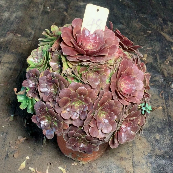 48花月夜多肉一物一拍