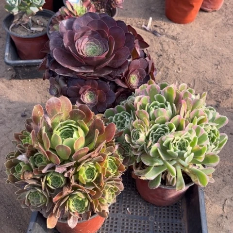 007多肉植物组合