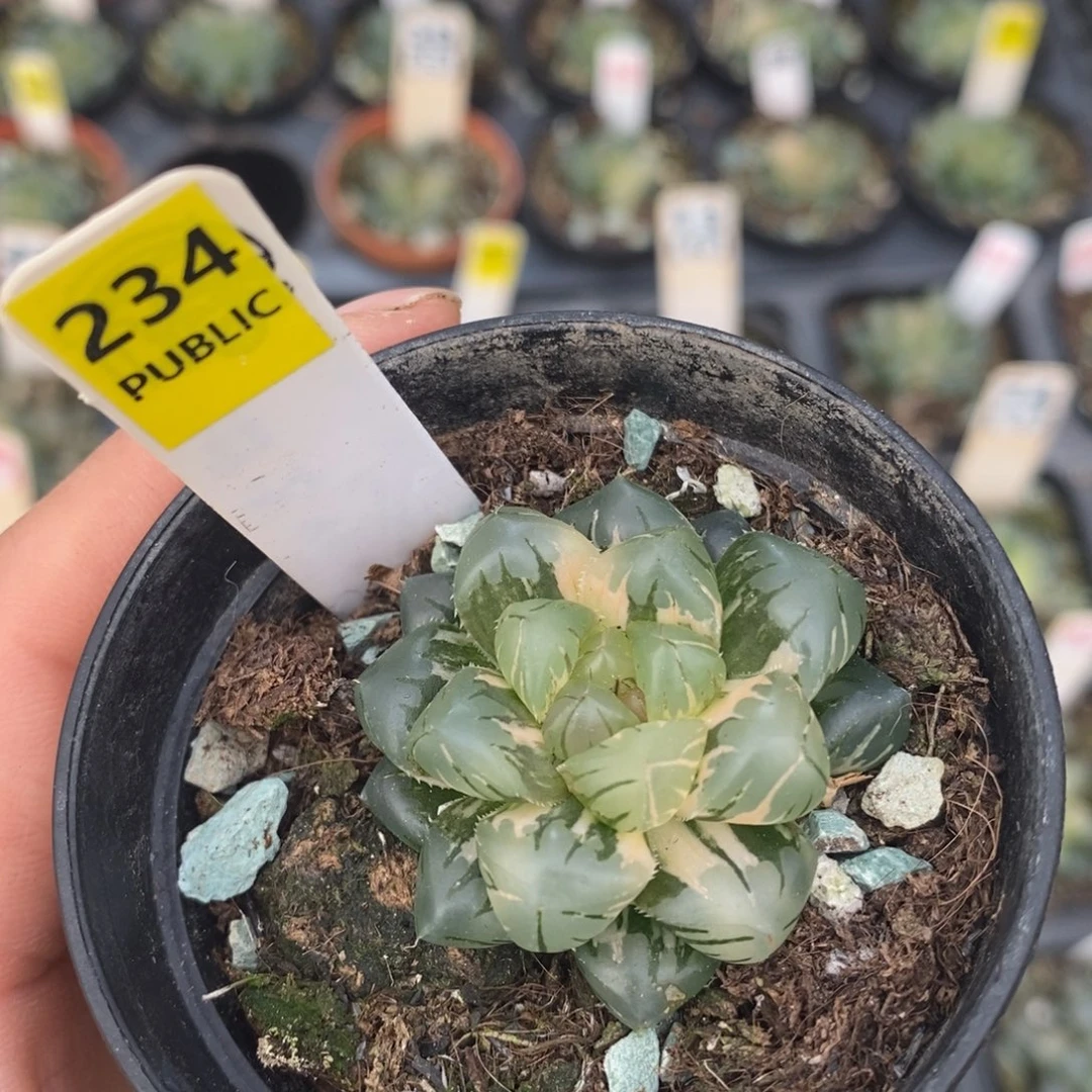 不开花植物234水中月