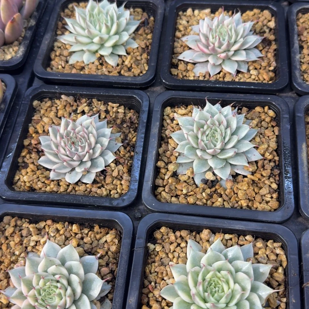 银星锦，多肉锦多肉