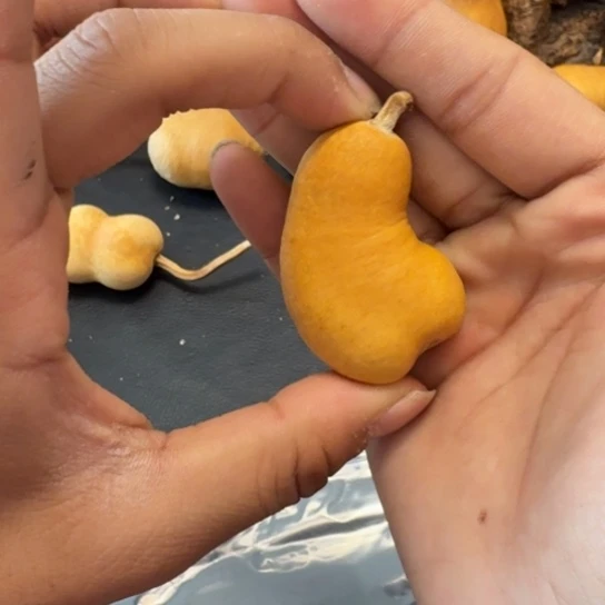 你***瓜66……………………………………