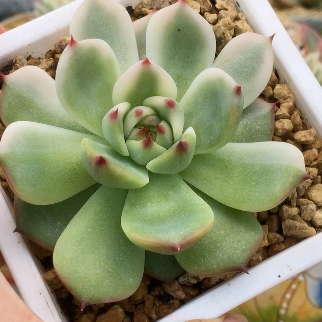 041锦锦锦锦锦锦锦锦锦锦