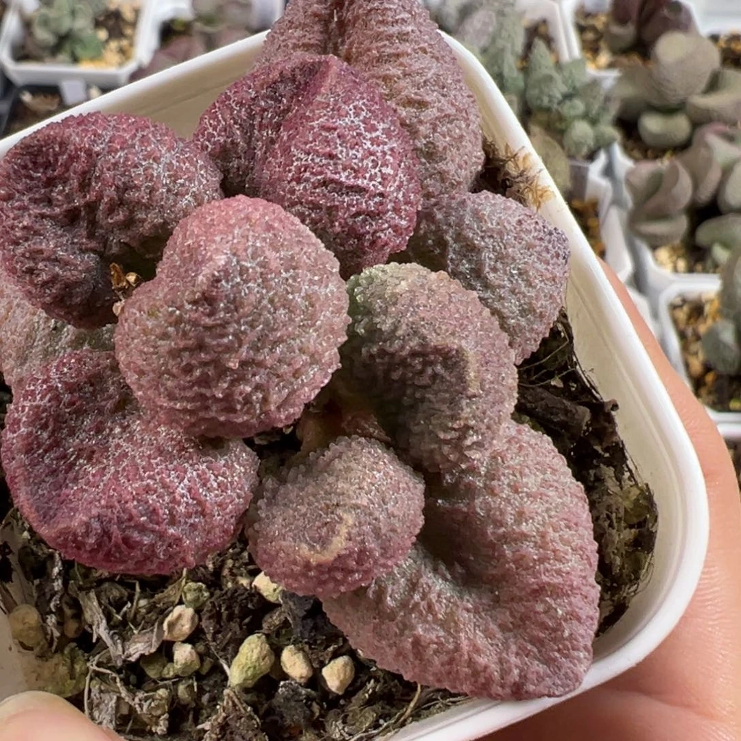 w水蜜桃多肉植物水泡