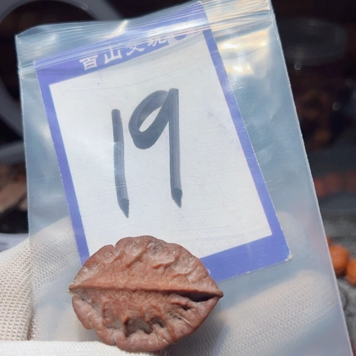 手串桃核孤***猫异形树叶核桃19