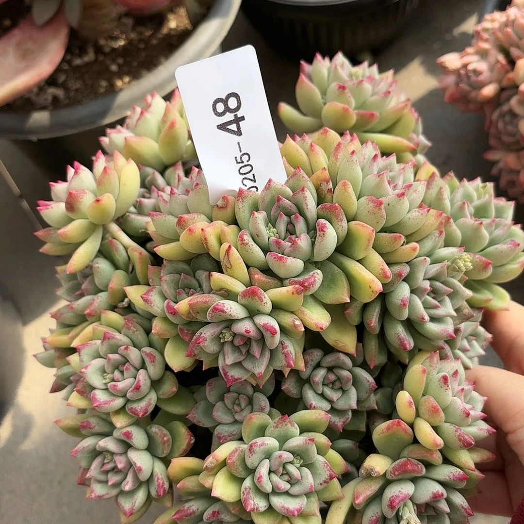 同温层多肉璀璨48