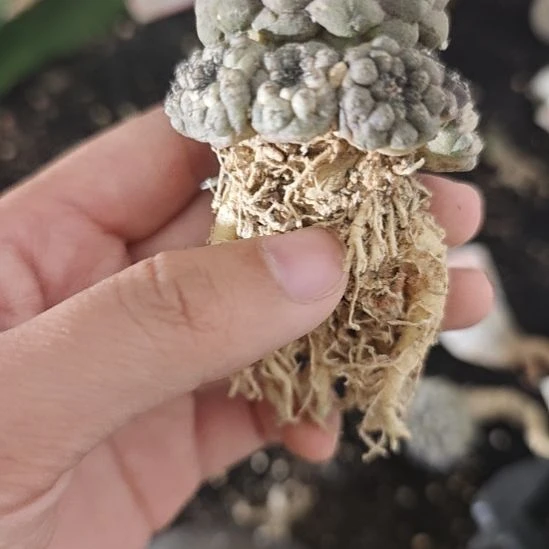 一物一拍，蜥蜴皮！！