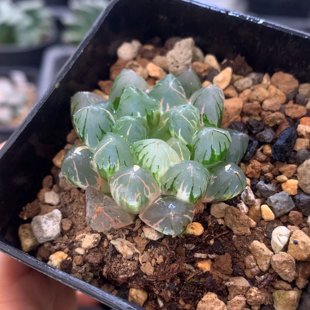 水晶灯玉露锦，带盆发货