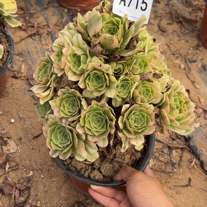 辛尼亚多肉植物715.