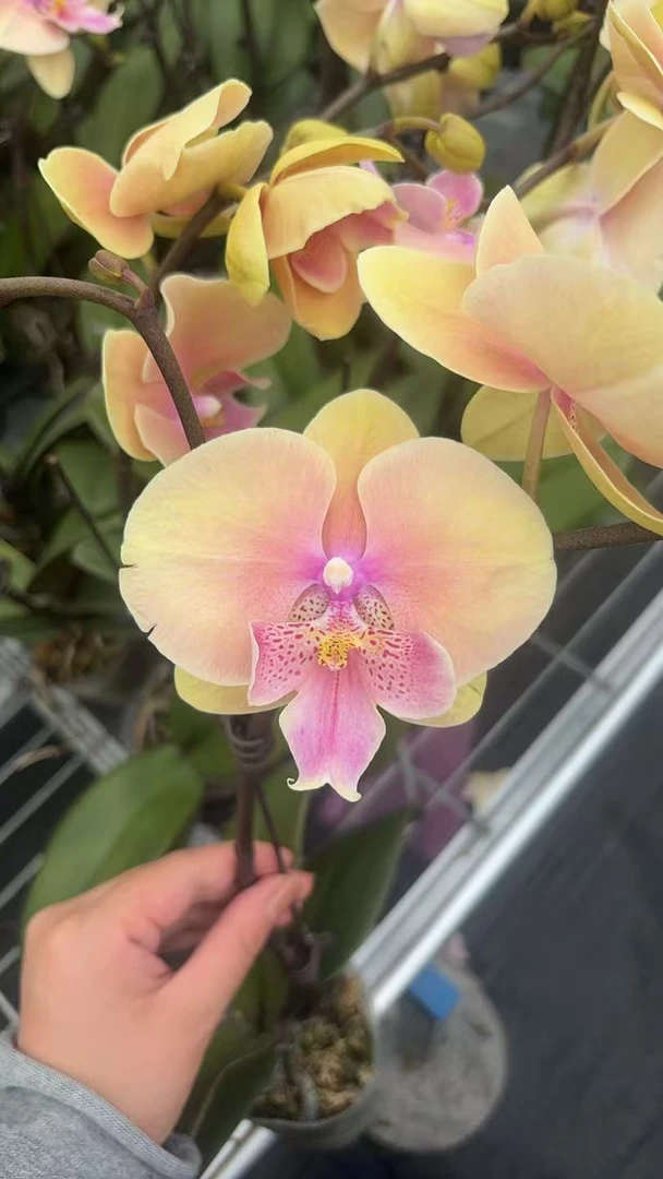 【508蜜桃】大舌头黄色系稀有色系蝴蝶兰 基地直发