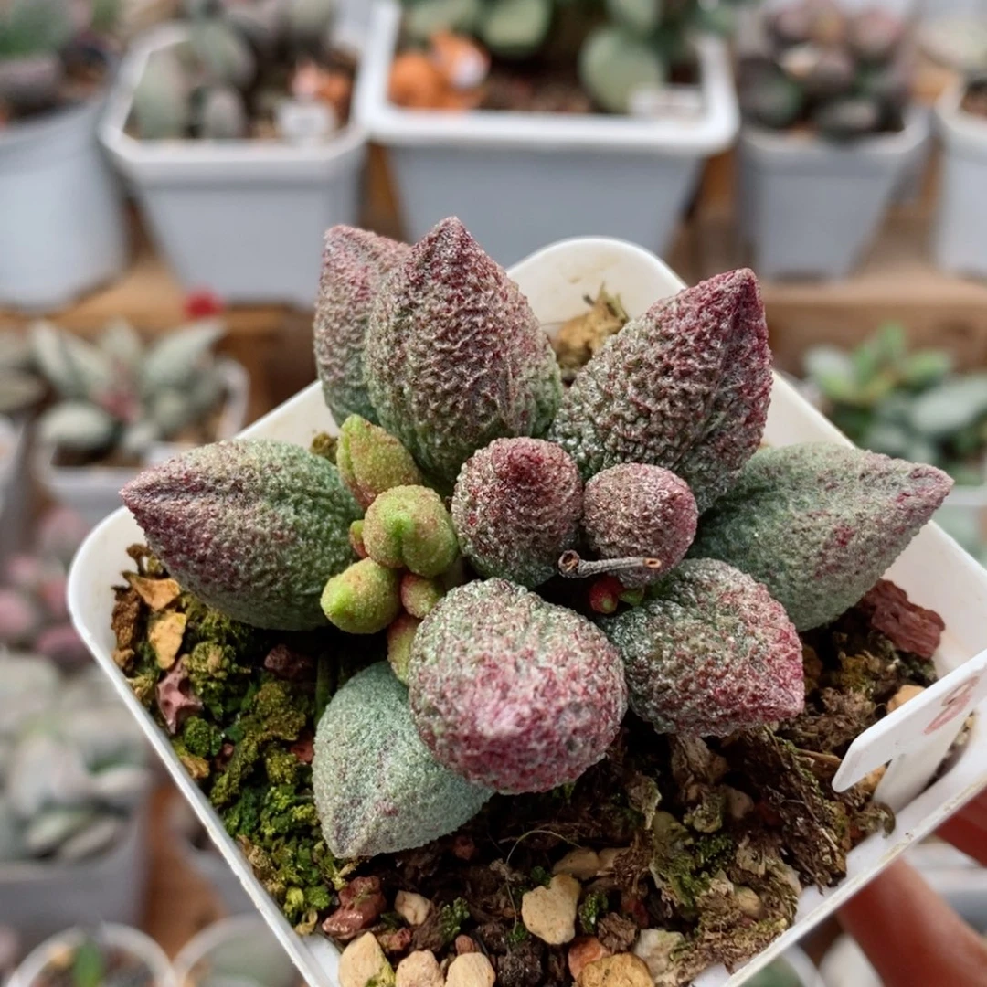 龙胆水泡多肉植物