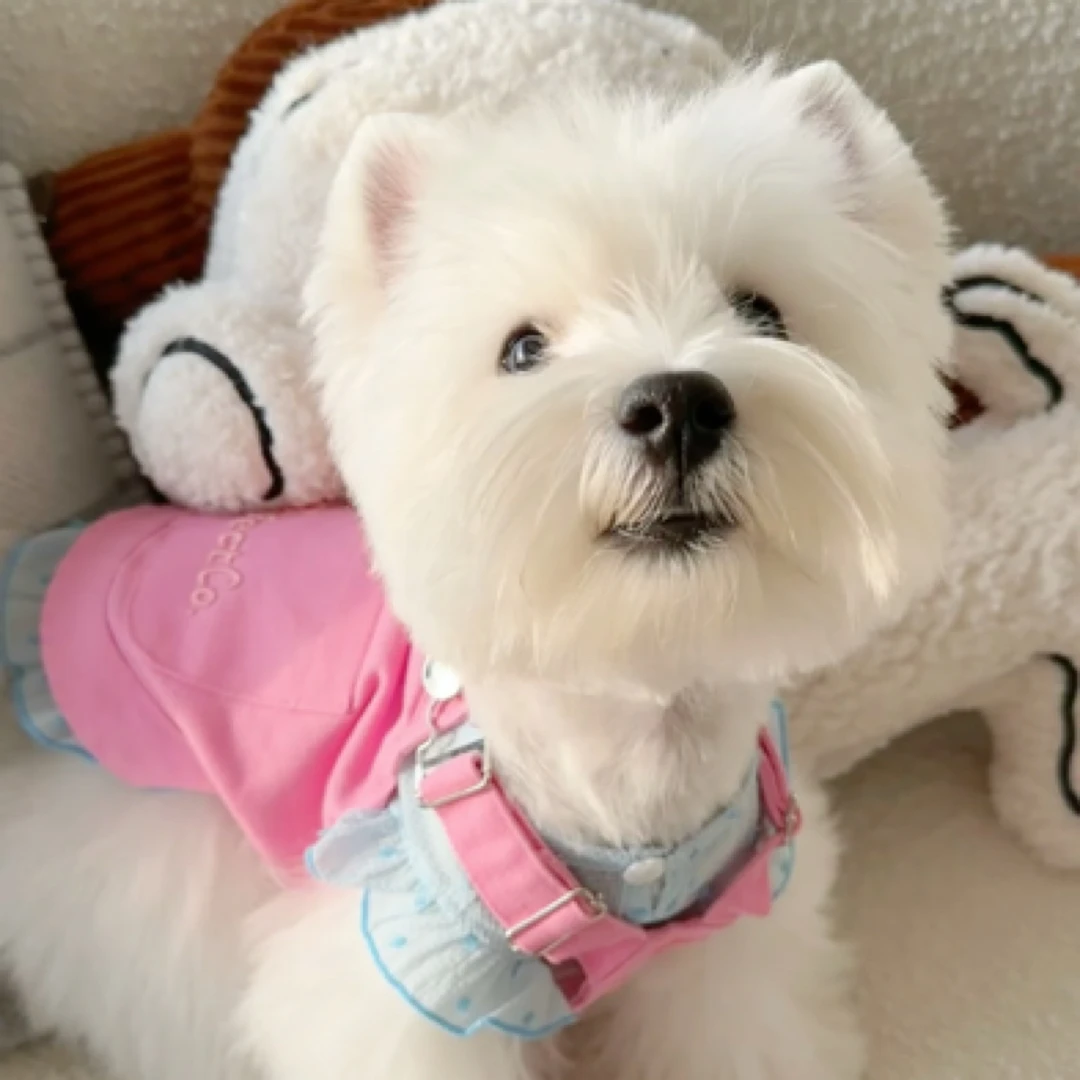 【广州天使宠物】宠物活体狗狗全款链接