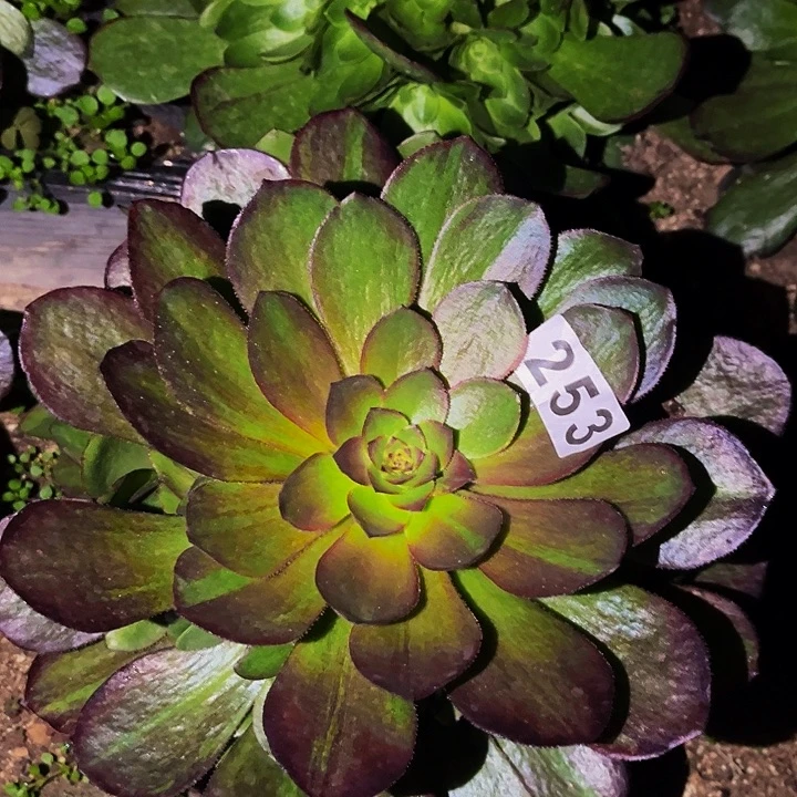 253花月夜多肉植物
