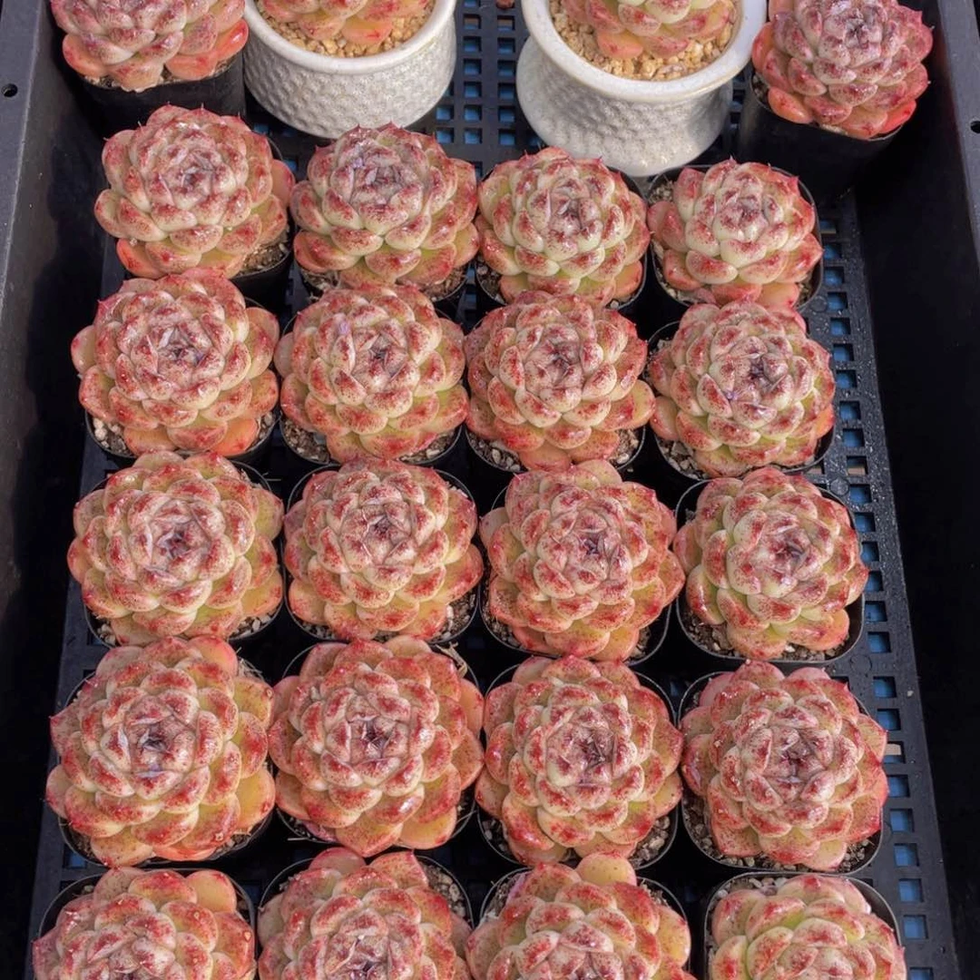 量拍40号黑森林大单头一个