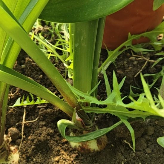 一***柚完全开放卡罗琳娜4-5厘米