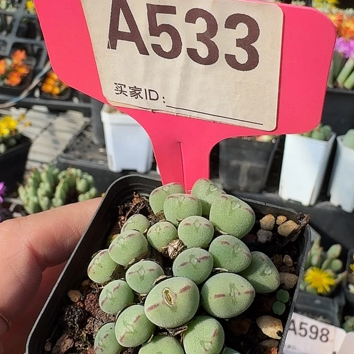 533斤就斤斤计较咯