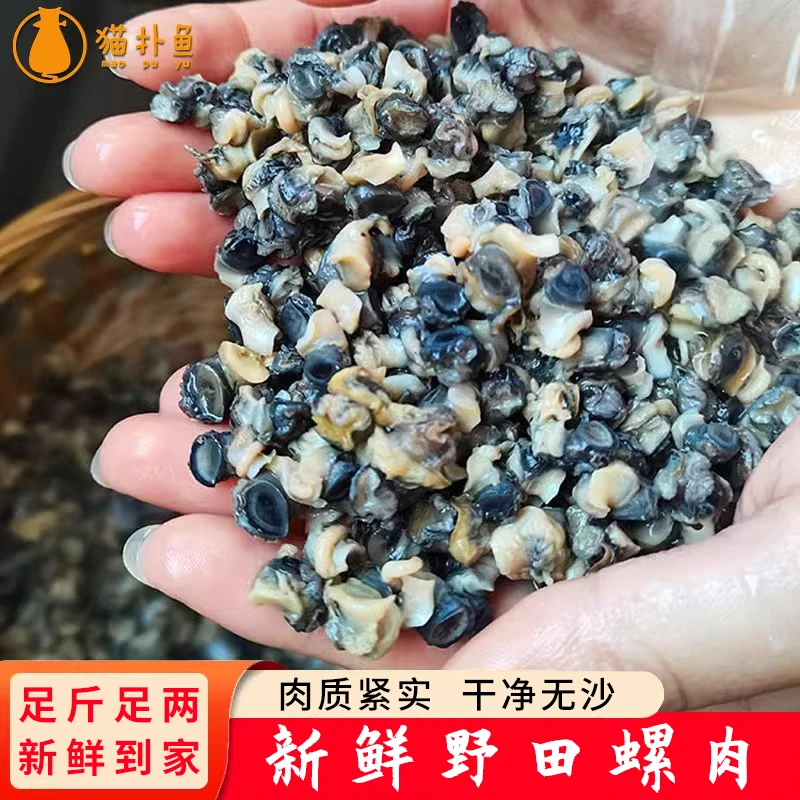 猫扑鱼微山湖新鲜野田螺肉螺丝肉新鲜螺蛳肉手工挑制真空包装