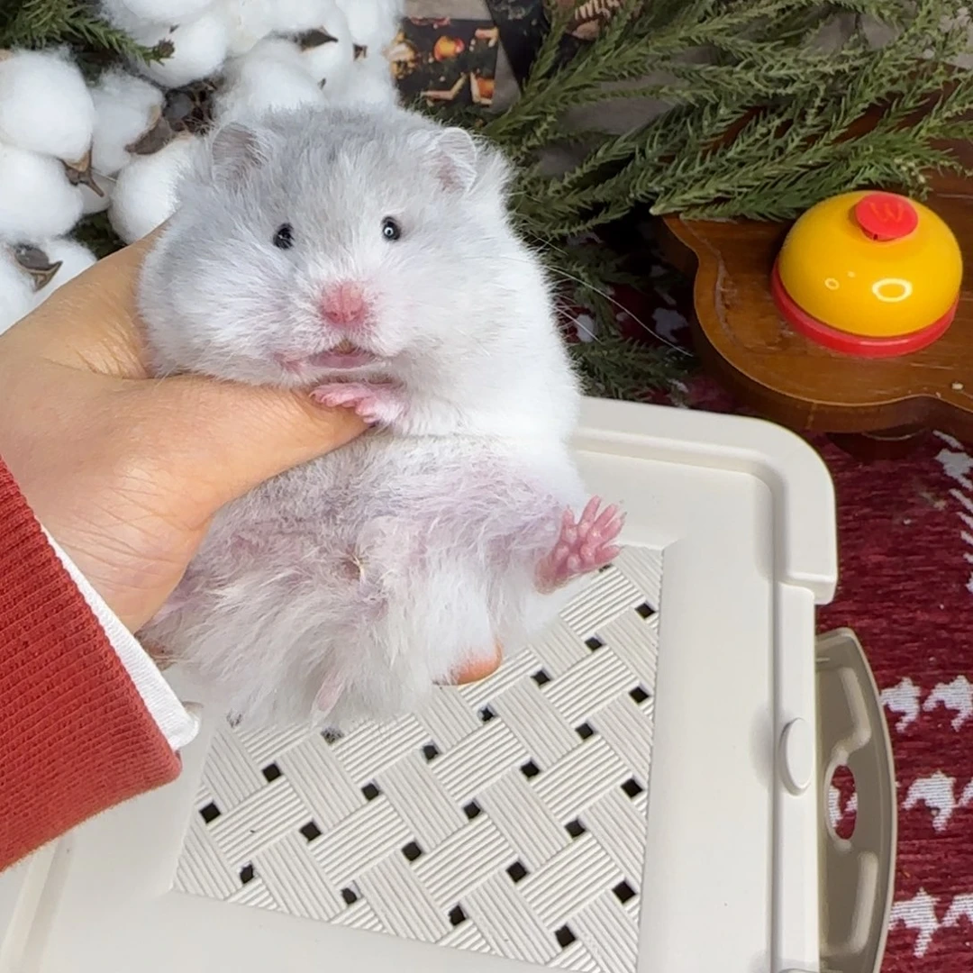 蓝波妹妹11.08生日