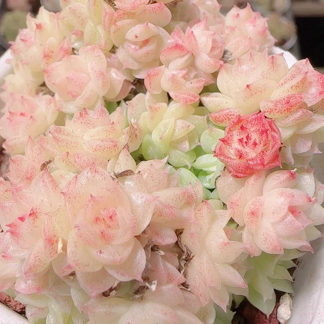 花语逸镜1122-186散