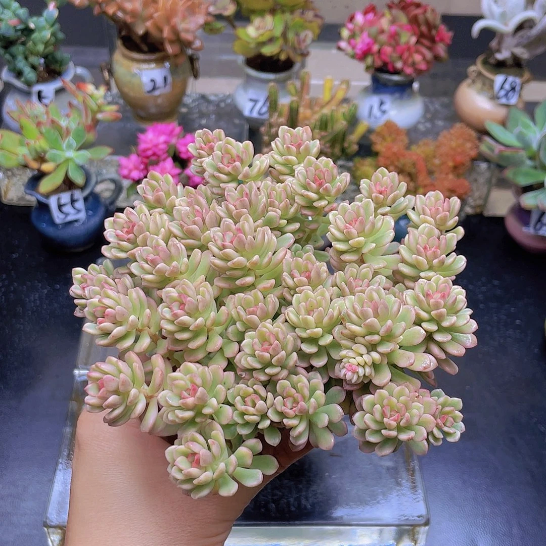 身***捷花钱花钱花钱花钱花钱