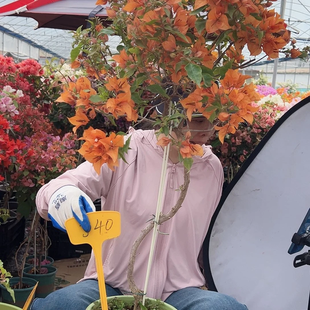 L***g大部分花苞少量开放J40橙桑巴