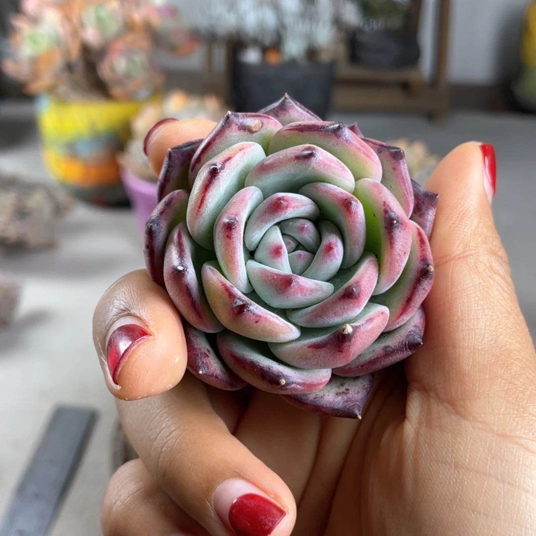 紫砂花盆朋*补差价 陶瓷花盆