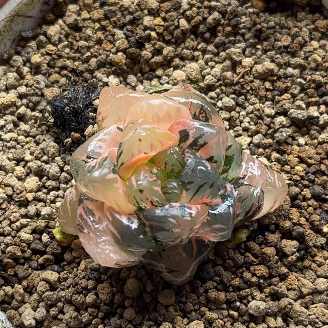 2冰灯玉露锦福利专场