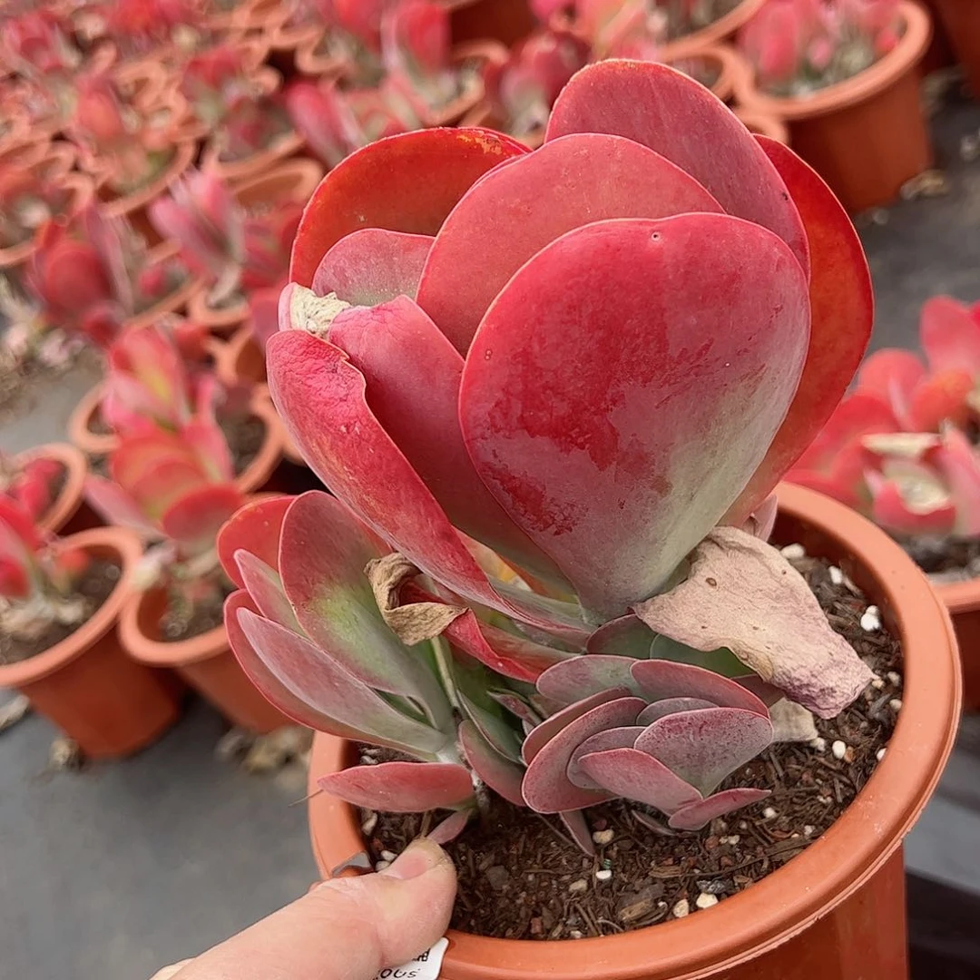 唐印单头带仔多头