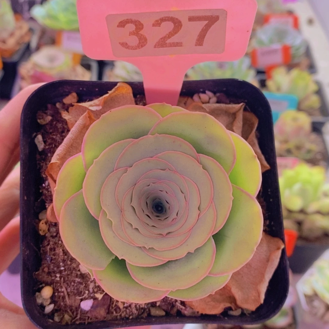 山地玫瑰一物一拍蕾丝浪花327