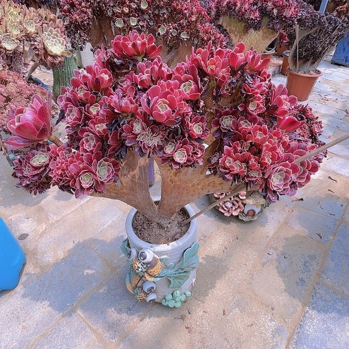 【闪购商品】全部花朵美杜莎